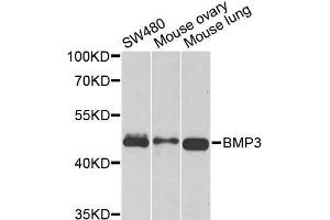 Western blot analysis of extracts of various cell lines, using BMP3 antibody. (BMP3 anticorps  (AA 243-472))