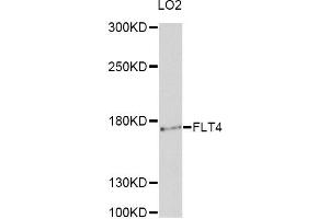 Western blot analysis of extracts of LO2 cells, using FLT4 antibody. (FLT4 anticorps)