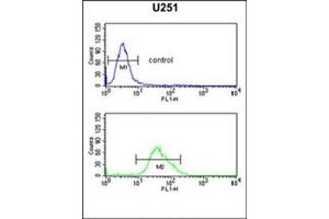 Flow cytometric analysis of U251 cells using FOXG1 Antibody (Center) Cat.