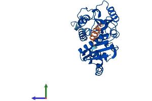 AlphaFold protein structure predicition of Human Recombinant GNPDA1 Protein, UniprotID P46926