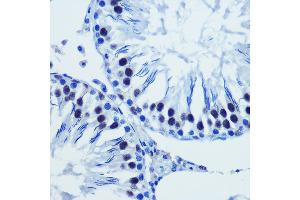 Immunohistochemistry of paraffin-embedded rat testis using BRD4 Rabbit pAb (ABIN7265946) at dilution of 1:100 (40x lens).