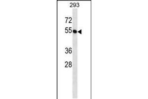 Western blot analysis in 293 cell line lysates (35ug/lane). (BTN2A1 anticorps  (C-Term))