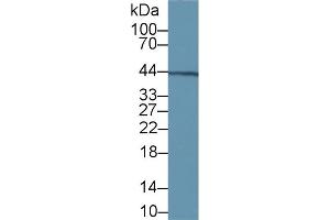 Detection of vWA1 in Rat Kidney lysate using Polyclonal Antibody to Von Willebrand Factor A Domain Containing Protein 1 (vWA1)