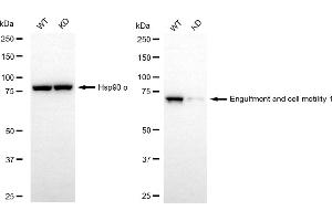 Western blotting analysis using engulfment and cell motility 1 antibody (ABIN7798445).