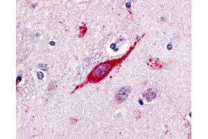 Anti-GPR85 antibody IHC of human brain, neuron. (GPR85 anticorps  (C-Term))