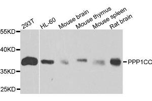 Western blot analysis of extracts of various cells, using PPP1CC antibody.