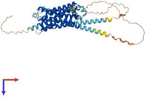 AlphaFold protein structure predicition of Human Recombinant HTR1A Protein, UniprotID P08908