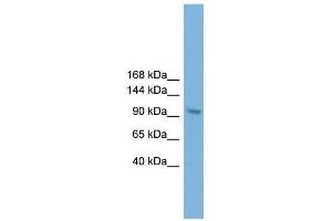 Zhx3 antibody used at 0.