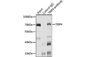 Immunoprecipitation analysis of 200 μg extracts of A-549 cells using 3 μg TRIP4 antibody (ABIN7270824). (TRIP4 anticorps  (AA 282-581))