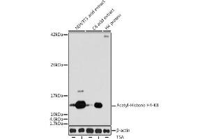 Western blot analysis of extracts of various cell lines, using Acetyl-Histone H4-K8 antibody (ABIN7267747) at 1:1000 dilution. (Histone H4 anticorps  (acLys8))
