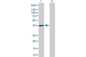 Western Blot analysis of AKR1C3 expression in transfected 293T cell line by AKR1C3 MaxPab polyclonal antibody. (AKR1C3 anticorps  (AA 1-323))