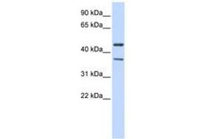 Image no. 1 for anti-Potassium Inwardly-Rectifying Channel, Subfamily J, Member 4 (KCNJ4) (C-Term) antibody (ABIN6742548) (KCNJ4 anticorps  (C-Term))