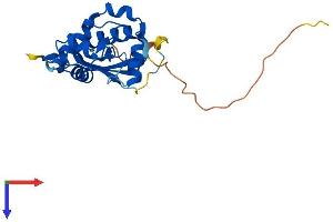 AlphaFold protein structure predicition of Mouse Recombinant Mgmt Protein, UniprotID P26187