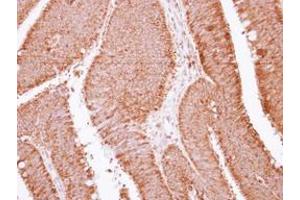 Image no. 1 for anti-Apolipoprotein B mRNA Editing Enzyme, Catalytic Polypeptide-Like 3F (APOBEC3F) (AA 34-263) antibody (ABIN1496666)