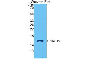 Detection of Recombinant GDF15, Human using Polyclonal Antibody to Growth Differentiation Factor 15 (GDF15) (GDF15 anticorps  (AA 195-308))