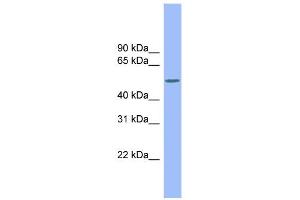 WB Suggested Anti-CSF1 Antibody Titration:  0. (M-CSF/CSF1 anticorps  (Middle Region))