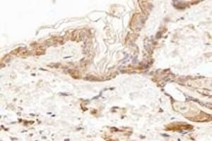 Immunohistochemistry analysis of paraffin-embedded mouse skin using,KCNK7 (ABIN7075149) at dilution of 1: 1200 (KCNK7 anticorps)