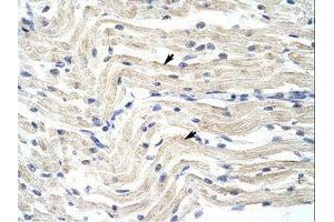 Image no. 1 for anti-Elongation Factor RNA Polymerase II (ELL) (N-Term) antibody (ABIN202827)
