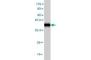 Western Blot detection against Immunogen (36.