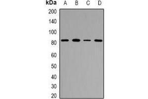 Western blot analysis of ZP2 expression in MCF7 (A), HeLa (B), RAW264. (ZP2 anticorps)