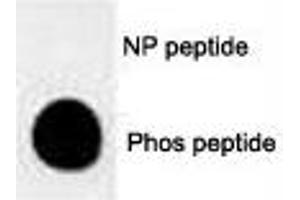 Dot blot analysis of phospho-MUC1 antibody.