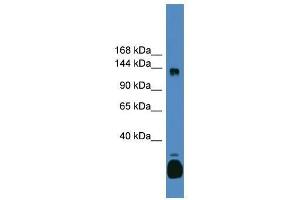 C10orf12 antibody used at 0. (Lcor anticorps  (C-Term))