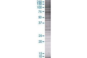 ITGB8 transfected lysate. (ITGB8 293T Cell Transient Overexpression Lysate(Denatured))