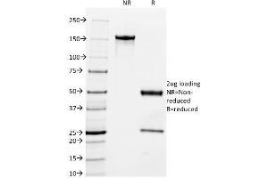 SDS-PAGE Analysis Purified Milk Fat Globule Monoclonal Antibody (MFG-06). (MFGE8 anticorps)