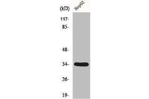 Western Blot analysis of HepG2 cells using DHRS4 Polyclonal Antibody (DHRS4 anticorps  (C-Term))