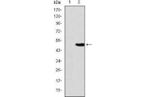 Western blot analysis using KID mAb against HEK293 (1) and KID(AA: 225-419)-hIgGFc transfected HEK293 (2) cell lysate.