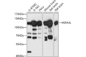 Western blot analysis of extracts of various cell lines, using HSPL antibody (ABIN7267581) at 1:1000 dilution. (HSPA4L anticorps  (AA 500-600))