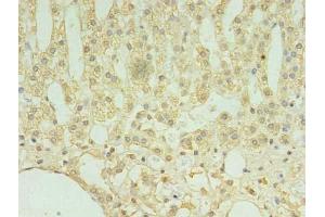 Immunohistochemistry of paraffin-embedded human adrenal gland tissue using ABIN7173289 at dilution of 1:100 (TMEM9 anticorps  (AA 111-183))