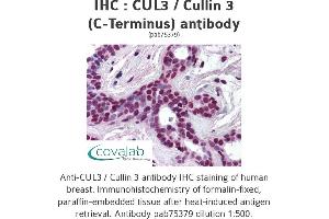 Image no. 1 for anti-Cullin 3 (CUL3) antibody (ABIN1733379) (Cullin 3 anticorps)