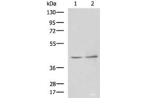 Western blot analysis of Human heart tissue Hela cell lysates using PAK1IP1 Polyclonal Antibody at dilution of 1:900