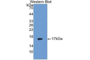 Western Blotting (WB) image for anti-Interleukin 17 (IL17) (AA 21-153) antibody (ABIN3201244)