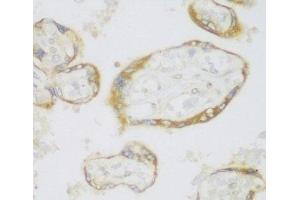 Immunohistochemistry of paraffin-embedded Human placenta using ERLIN1 Polyclonal Antibody at dilution of 1:100 (40x lens). (ERLIN1 anticorps)