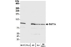 anti-B-Cell CLL/lymphoma 11A (Zinc Finger Protein) (BCL11A) (C-Term) antibody