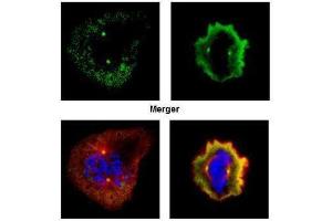 ICC/IF Image Confocal immunofluorescence analysis (Olympus FV10i) of paraformaldehyde-fixed U2OS, using Aurora A, antibody (Green) at 1:500 dilution.