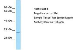 Image no. 1 for anti-Mitochondrial Ribosomal Protein L24 (MRPL24) (C-Term) antibody (ABIN6749868) (MRPL24 anticorps  (C-Term))