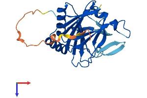 AlphaFold protein structure predicition of Mouse Recombinant Alkbh2 Protein, UniprotID Q6P6J4
