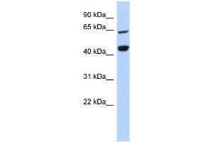 WB Suggested Anti-RFC4 Antibody Titration:  0. (RFC4 anticorps  (Middle Region))