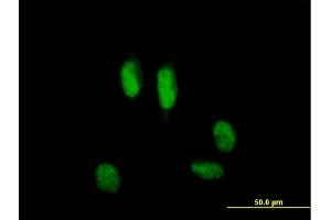 Immunofluorescence of purified MaxPab antibody to USP39 on HeLa cell. (USP39 anticorps  (AA 1-565))