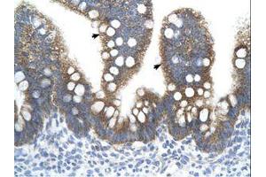 Image no. 2 for anti-Transcription Factor B2, Mitochondrial (TFB2M) (AA 101-150) antibody (ABIN324355) (TFB2M anticorps  (AA 101-150))