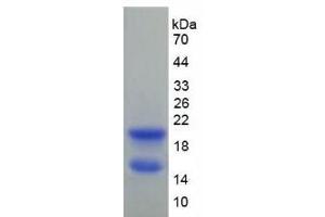 SDS-PAGE analysis of Rat Connexin 40 Protein. (Cx40/GJA5 Protéine)