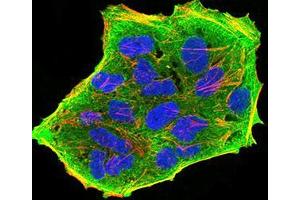 Immunofluorescence analysis of Hela cells using GFPT1 mouse mAb (green).