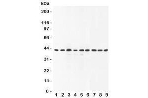 Western blot testing of SOX7 antibody and Lane 1:  rat brain (SOX7 anticorps  (C-Term))