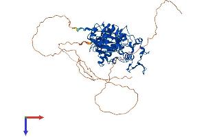 AlphaFold protein structure predicition of Human Recombinant DYRK3 Protein, UniprotID O43781