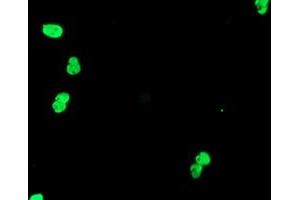Image no. 5 for anti-Transducin-Like Enhancer of Split 1 (E(sp1) Homolog, Drosophila) (TLE1) (AA 180-460) antibody (ABIN1491047)