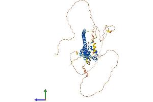 AlphaFold protein structure predicition of Mouse Recombinant Hsf4 Protein, UniprotID Q9R0L1