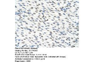Rabbit Anti-RBM22 Antibody  Paraffin Embedded Tissue: Human Heart Cellular Data: Myocardial cells Antibody Concentration: 4.
